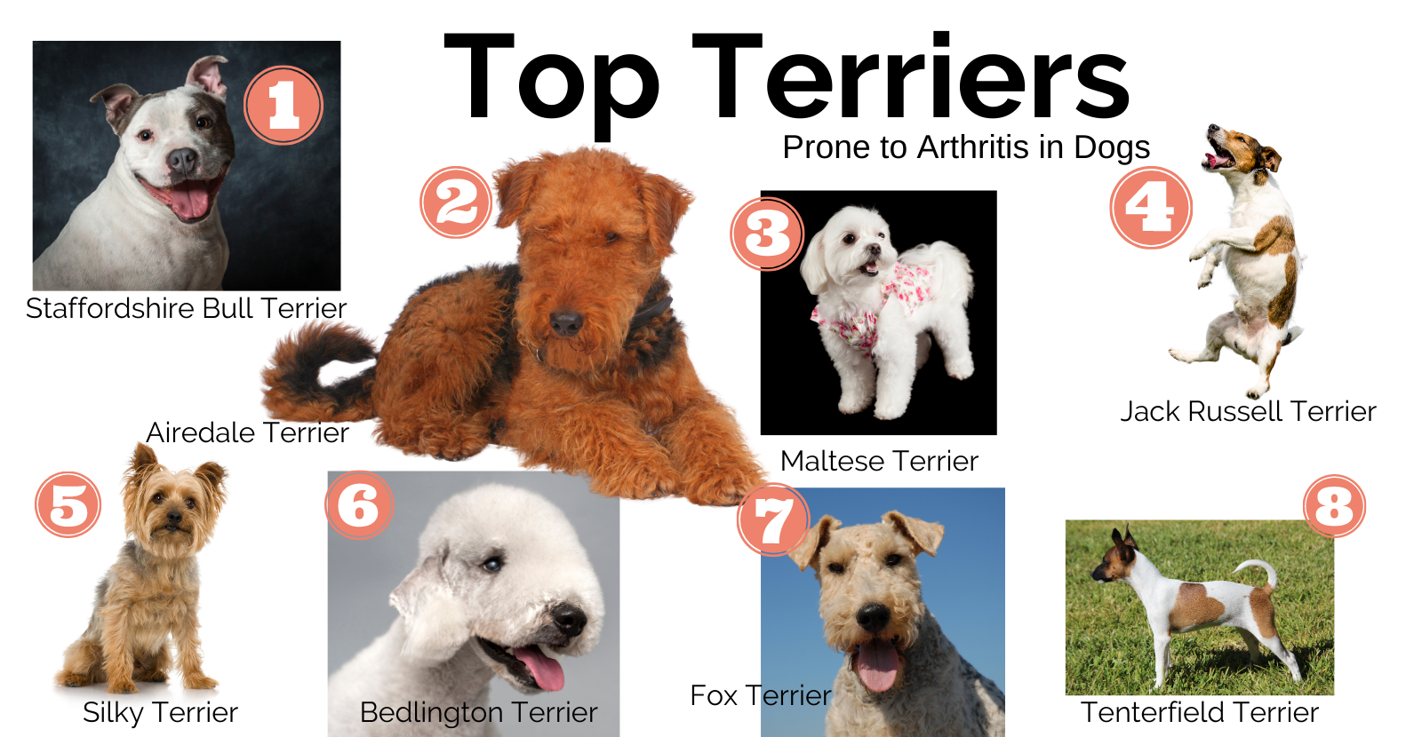 Types of cheap large terriers